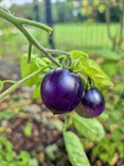 I've grown a very purple tomato