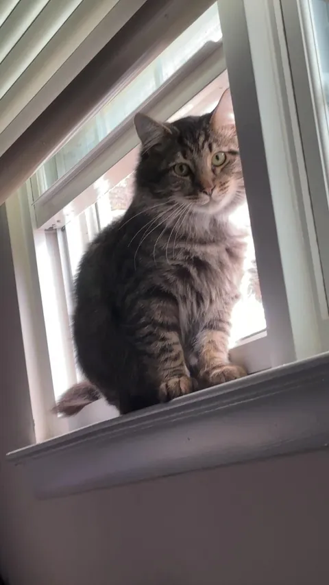 My handsome boy, Merlot 🥰✨