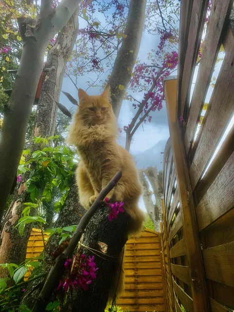 My cat thinks he’s a prince