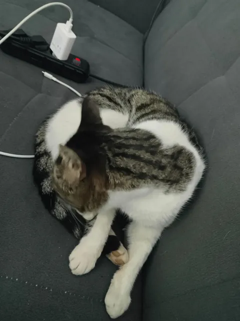 A cat came to visit my hotel room