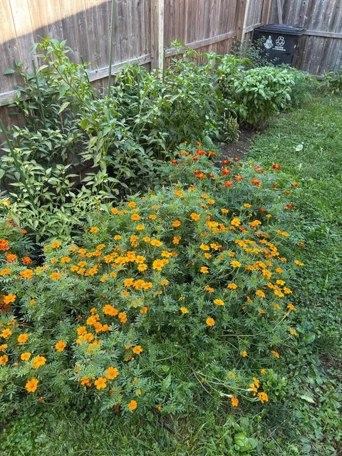 Marigolds (the super plant)