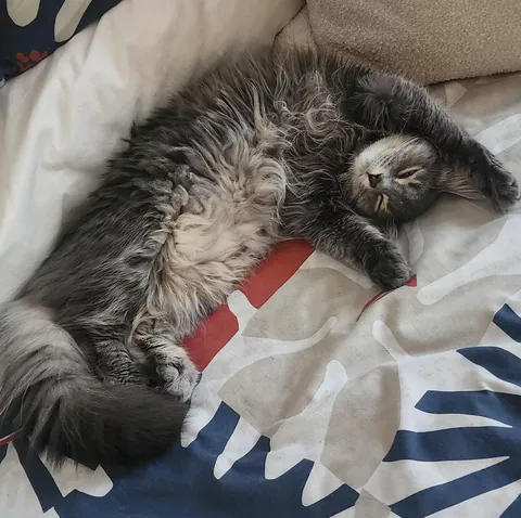 Fiesta from our shelter, now in her forever home. As you can see, it’s going really well.