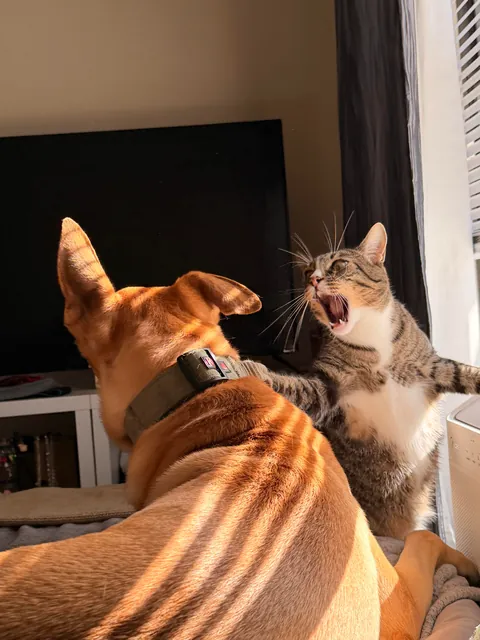 A sequence of events my GF captured