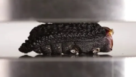 🔥the diabolical ironclad beetle has a near indestructible exoskeleton, able to bear force 39,000 times its own body weight - 15kg (33.069lbs)