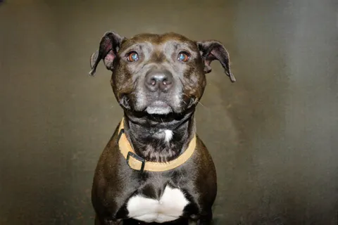 I just have to show off Waffles’ adoption profile pic🥹🥹