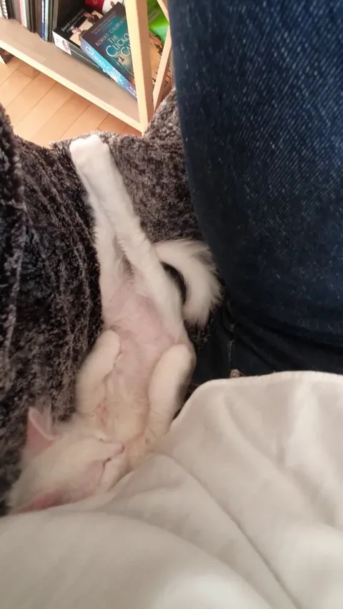 It's his favorite sleeping spot