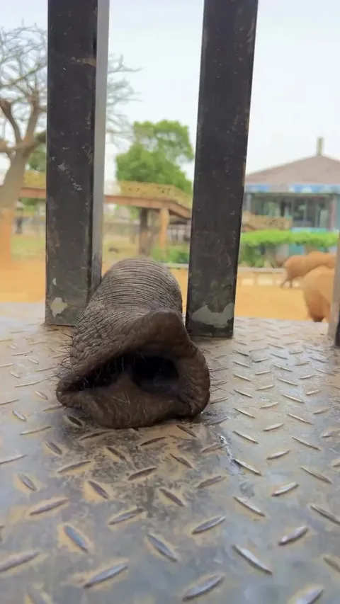 Giving Treats to the elephant