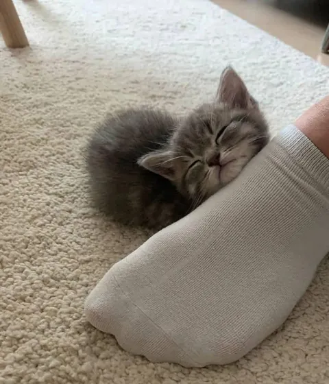 Purrfect pillow 🥰😍