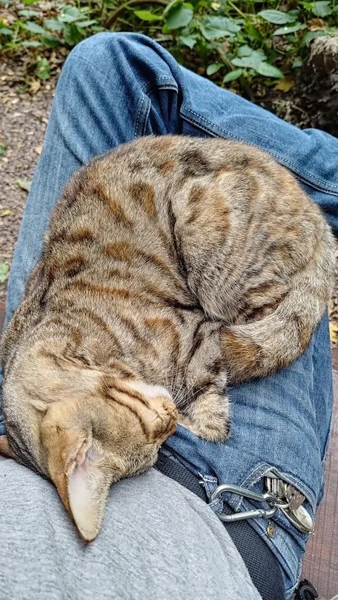 Beautiful cat has been dumped by it's owner...