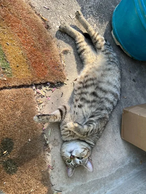 Honey was a pregnant kitty I took in from outside. Here are her first days as an indoor kitty. She had 3 beautiful babies 2 weeks later. The last pics are from when she was living outside.
