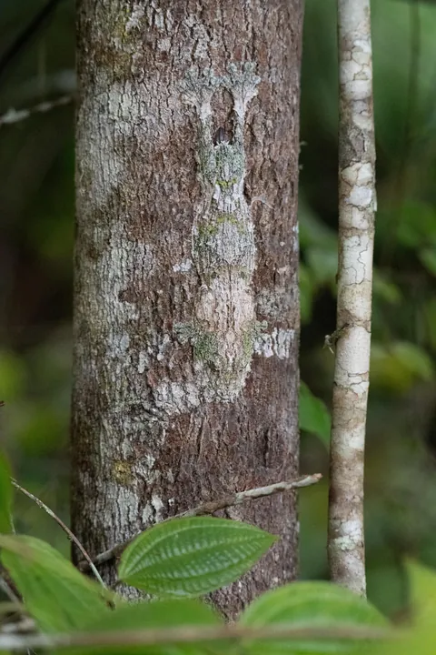 Madagascar : a dying Eden.  It needs you.