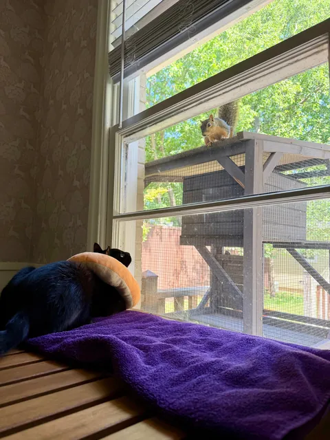 Foster Fail. Welcome home, Vinny!