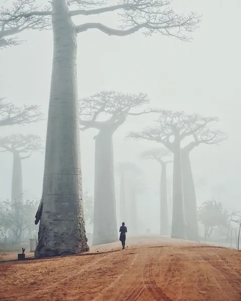 Baobabs in the mist. Madagascar