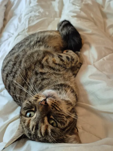 GUYS SHE JUST PLOPPED DOWN ON MY LAP AND LOOKED AT ME LIKE THIS 😭 Being chosen by a cat is the best feeling 🥹