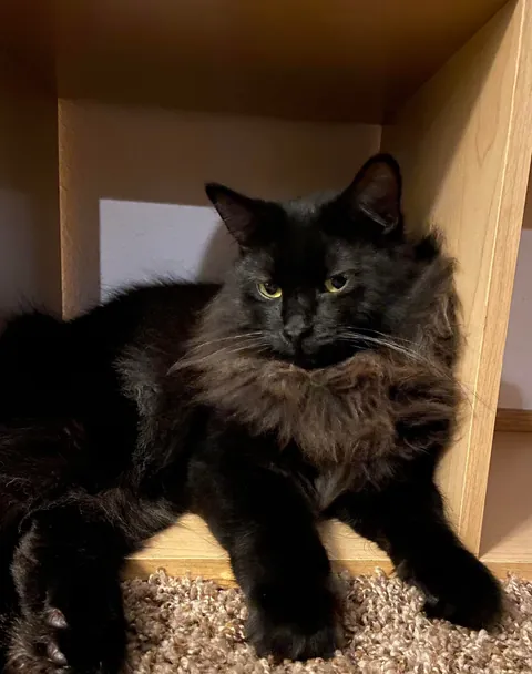 Went to Petsmart to get a fish, walked out with two voids instead