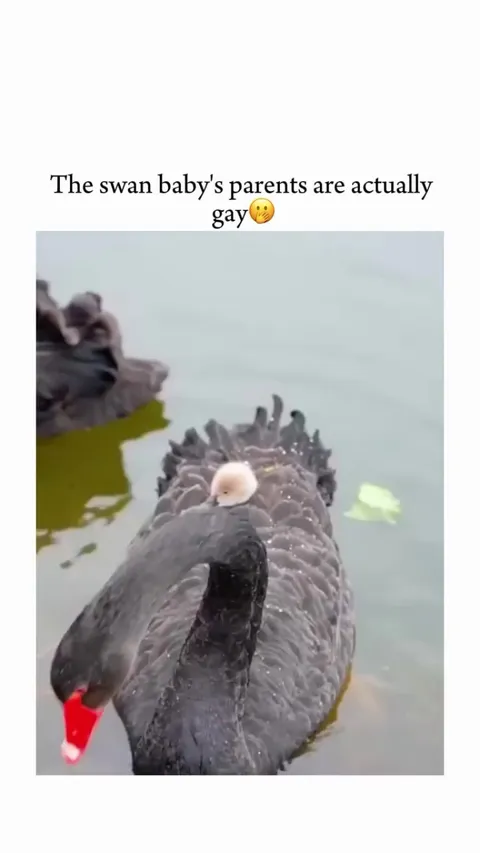 Swan Adoption