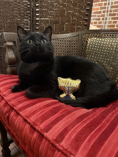 Mochi says Happy (almost) Hanukkah!!