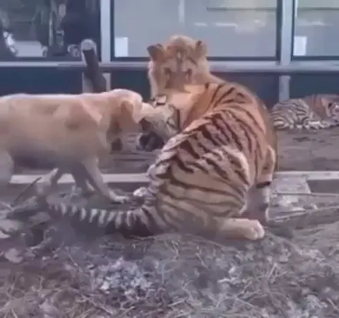 Surrogate dog mum breaks up fight between her kids