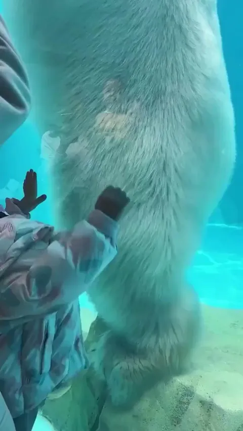 Size of a Polar Bear