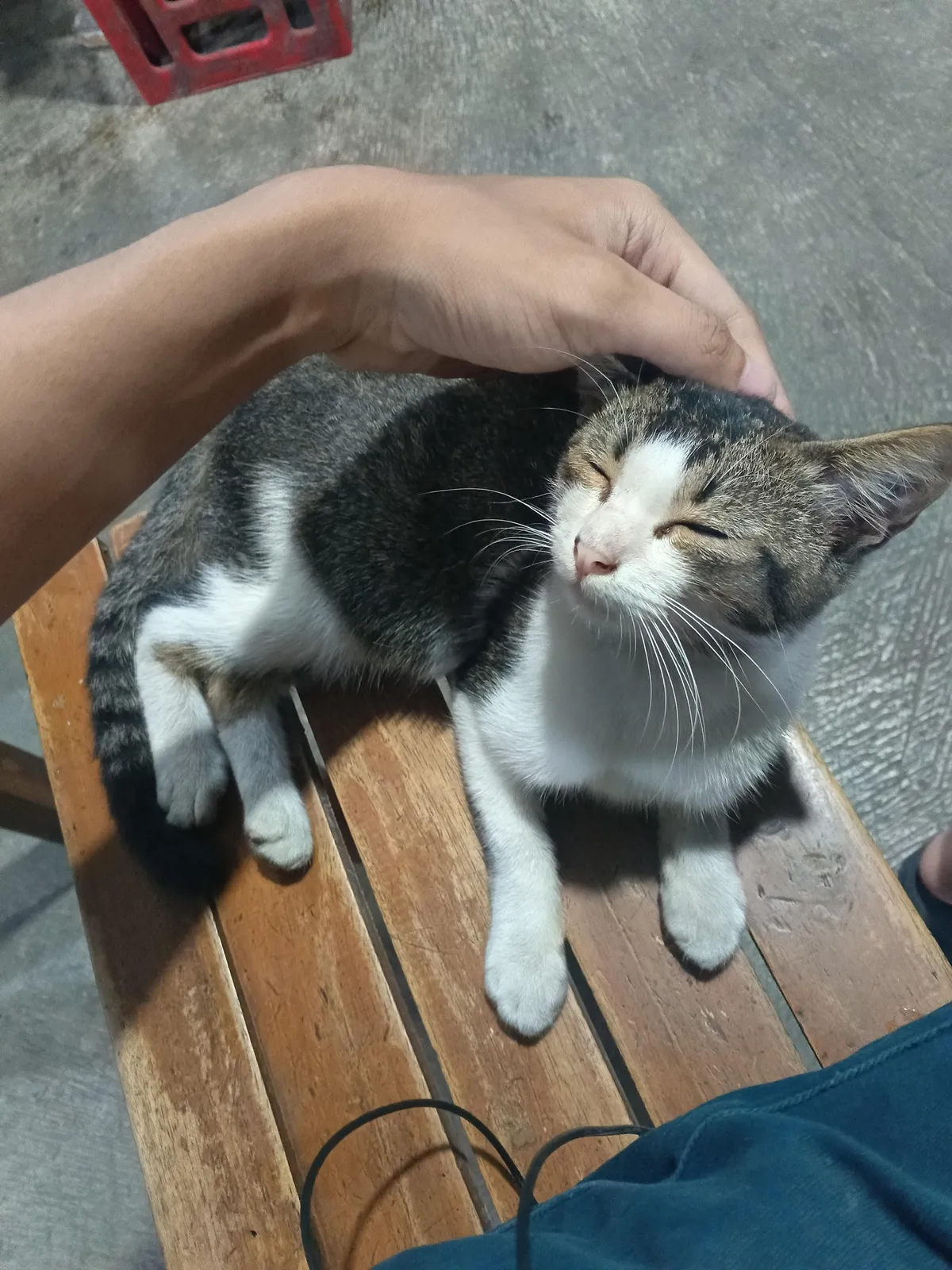 Should I keep her? (Stray Cat)