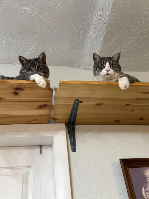 These two got into the catnip and spent an hour just staring at me.