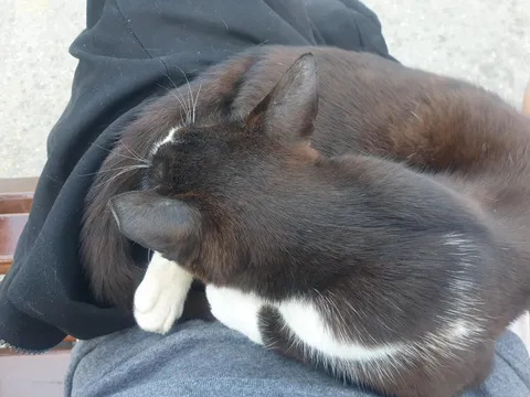 Cat distribution system picks me the day I have to return home from holiday