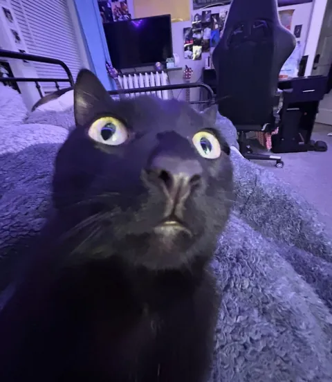 my very un-photogenic squidward