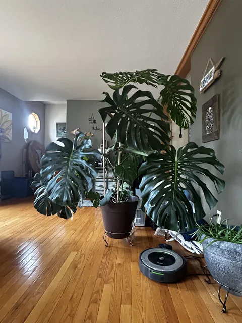 Gave to my mom as a cutting a maybe two years ago