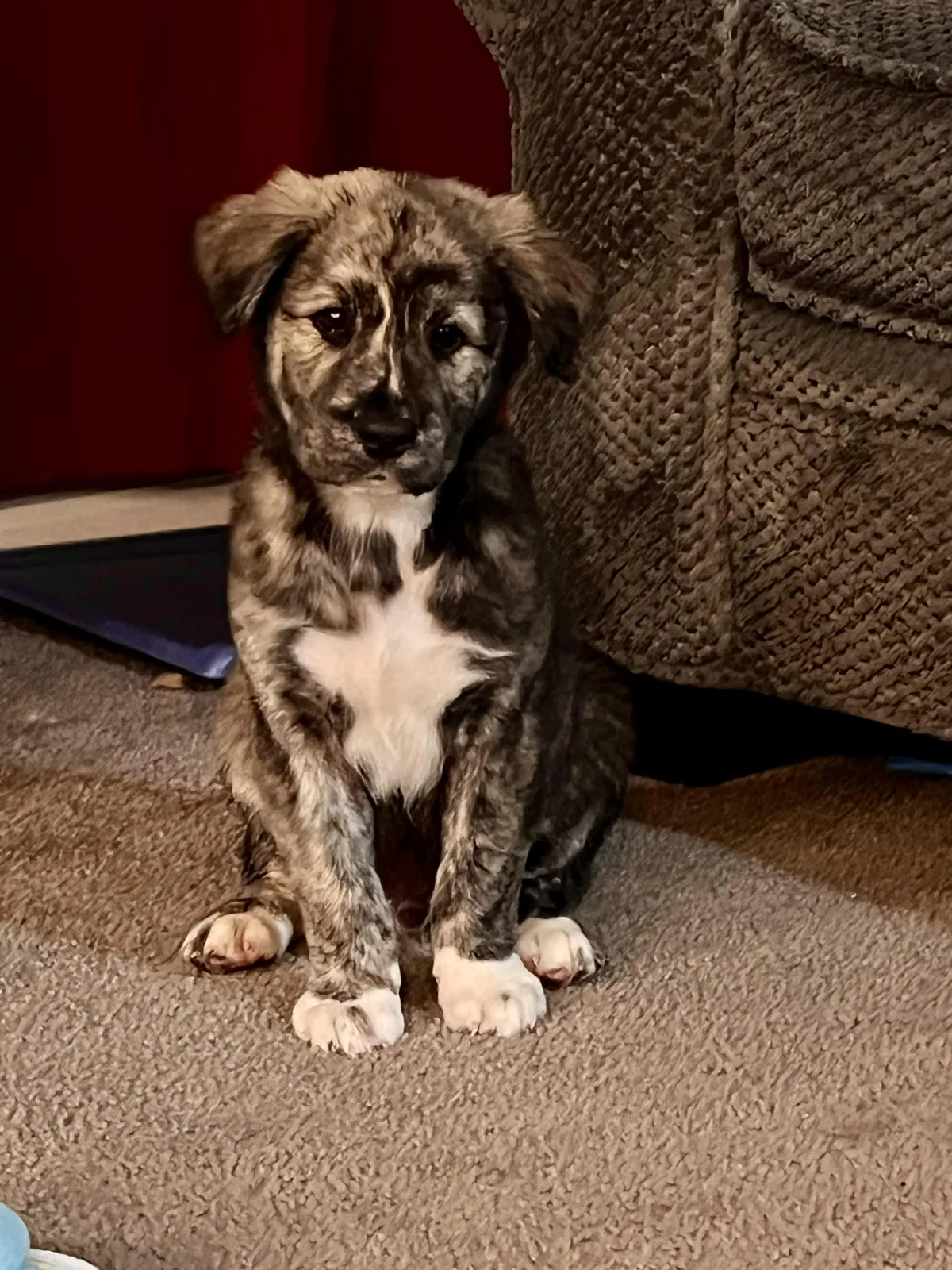 Meet Buoy, rescued while being abandoned at a lake. Likes to chew everything and climb all over his two new brothers.