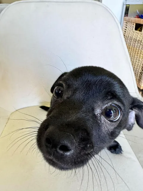 My little man asking for a well deserved treat 🥹