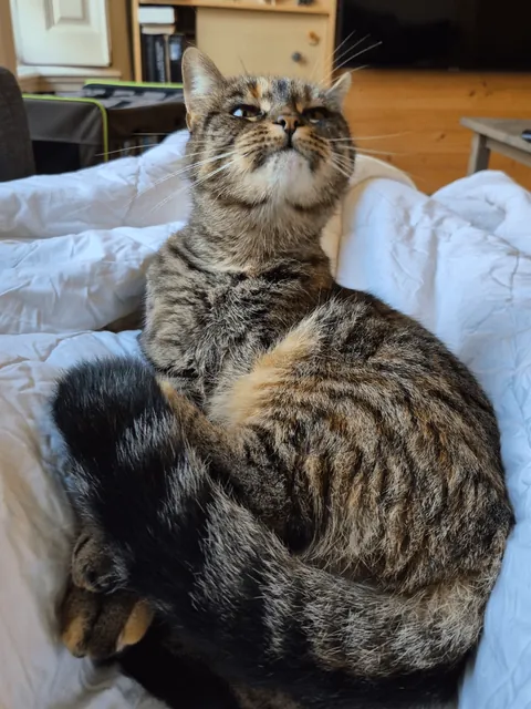 My cat will pause in the middle of grooming to stare into the distance for a few seconds, making the most hilarious faces. I love my adorably weird girl 😍