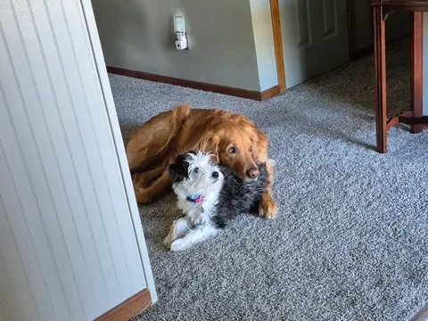 Bear laying on our new rescue, Zoey!