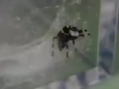 Jumping spider that looks like a wise old man