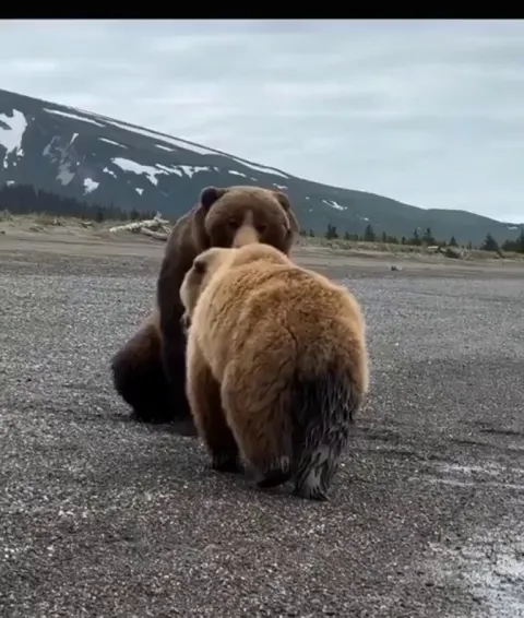 The size difference of a Kodiak Bear compared to Grizzly Bear is massive