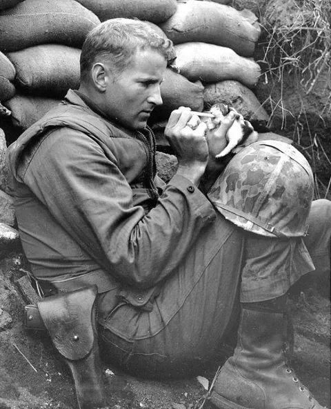 “Accepting her fate as an orphan of war, ‘Miss Hap’ a two-week-old Korean kitten, chows down on canned milk, piped to her by medicine dropper with the help of Marine Sergeant Frank Praytor …(1953)[korea]