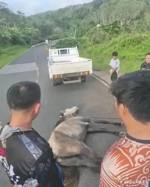 Horse tied to truck and forced to run — a case of animal cruelty in Misamis Oriental