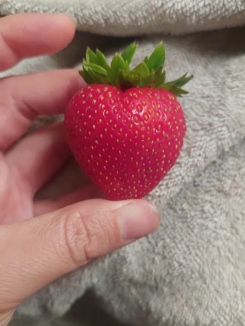 I found a perfectly shaped strawberry.