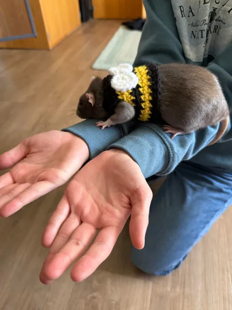 Terrible news… Millie did not win my college’s pet Halloween costume contest 😞