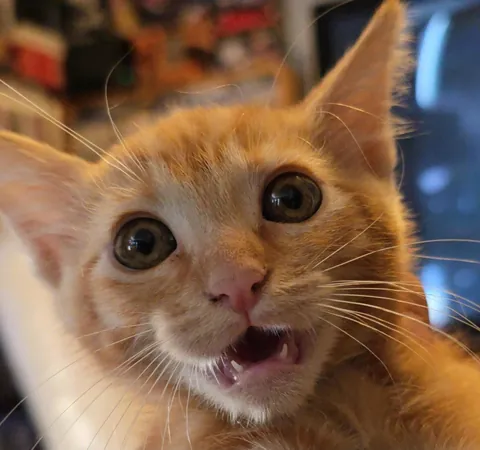 Meet Sqeakers. She's a terrible cat