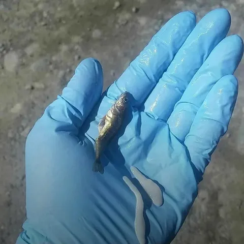 Two Tapeworms removed from an infected fish, yes that is my hand.