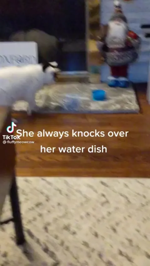 Cat tries to knock over water bowl