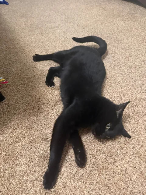 I foster failed! Meet Beatrix