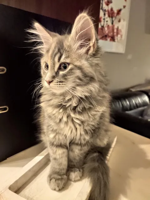 I asked for a kitten, got a tiny lion instead