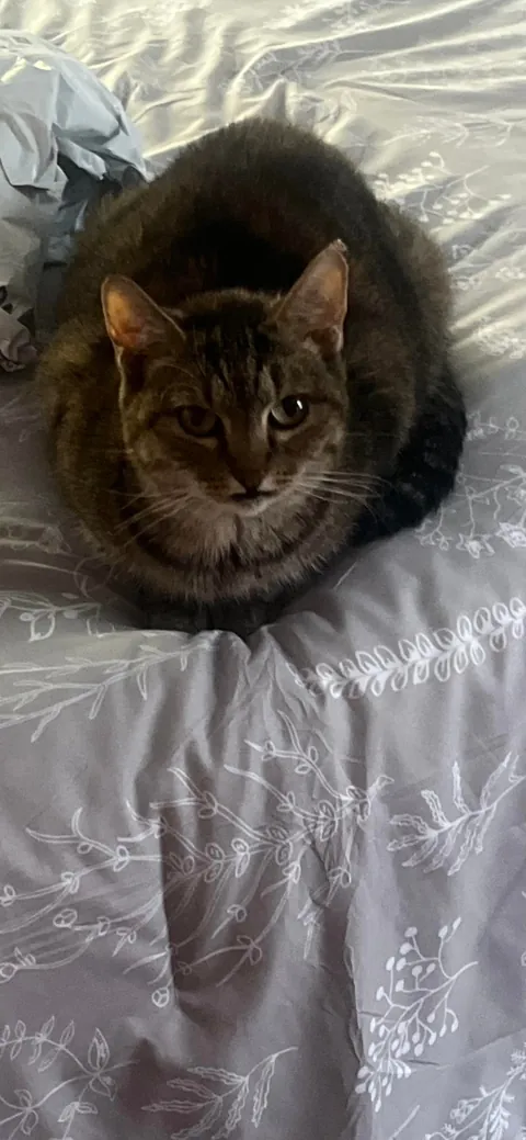 Goodbye my sweet girl