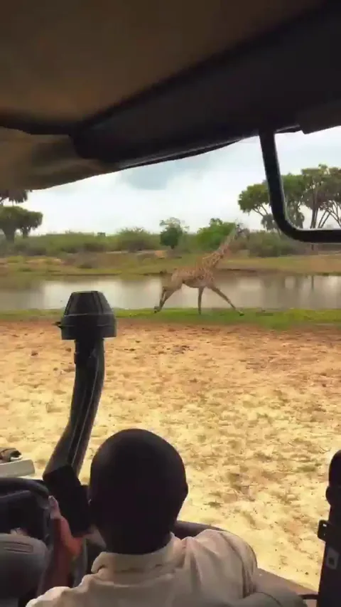 🔥 The sight and sounds of a journey of startled giraffes thundering by at Selous National Park in southern Tanzania