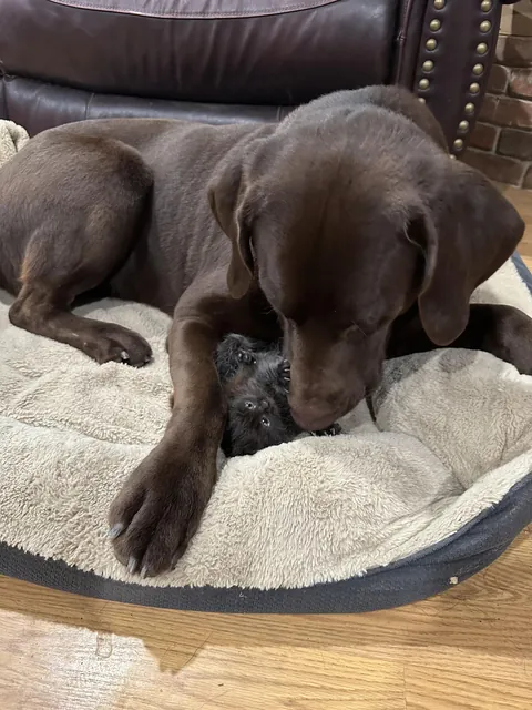 Update: The tiny fluffball I rescued won’t leave her giant best friend alone