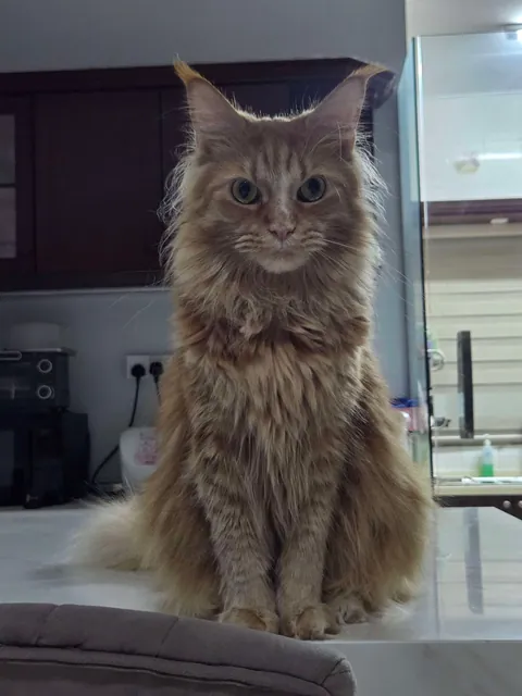 Lost my Orange Queen last week, my other cat and I are struggling.