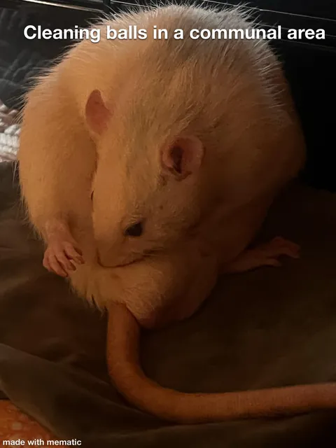 This week in RAT CRIMES 🚨