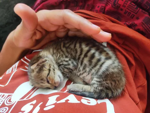 A baby kitty i found today