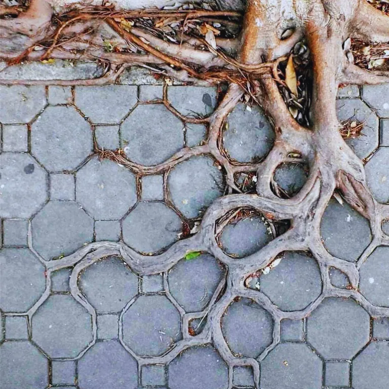 The way the roots have grown and intertwined is fascinating.
